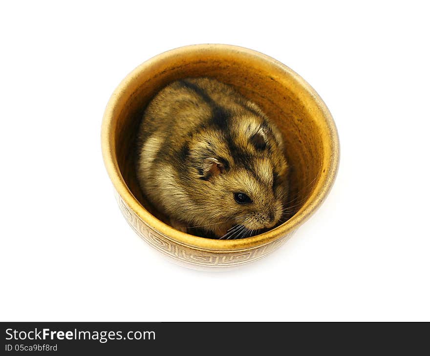 Hamster in a bowl