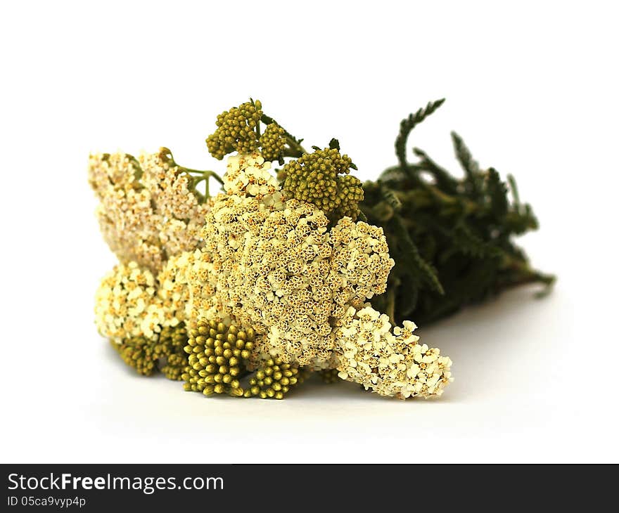 Fresch yarrow on white background