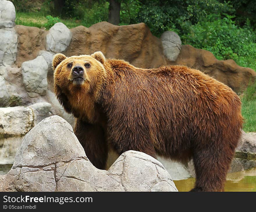 Adult Siberian bear in zoo. Adult Siberian bear in zoo