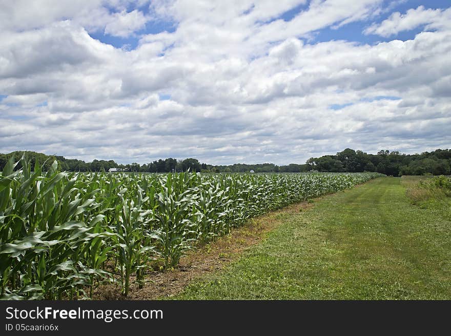 Cornfield View