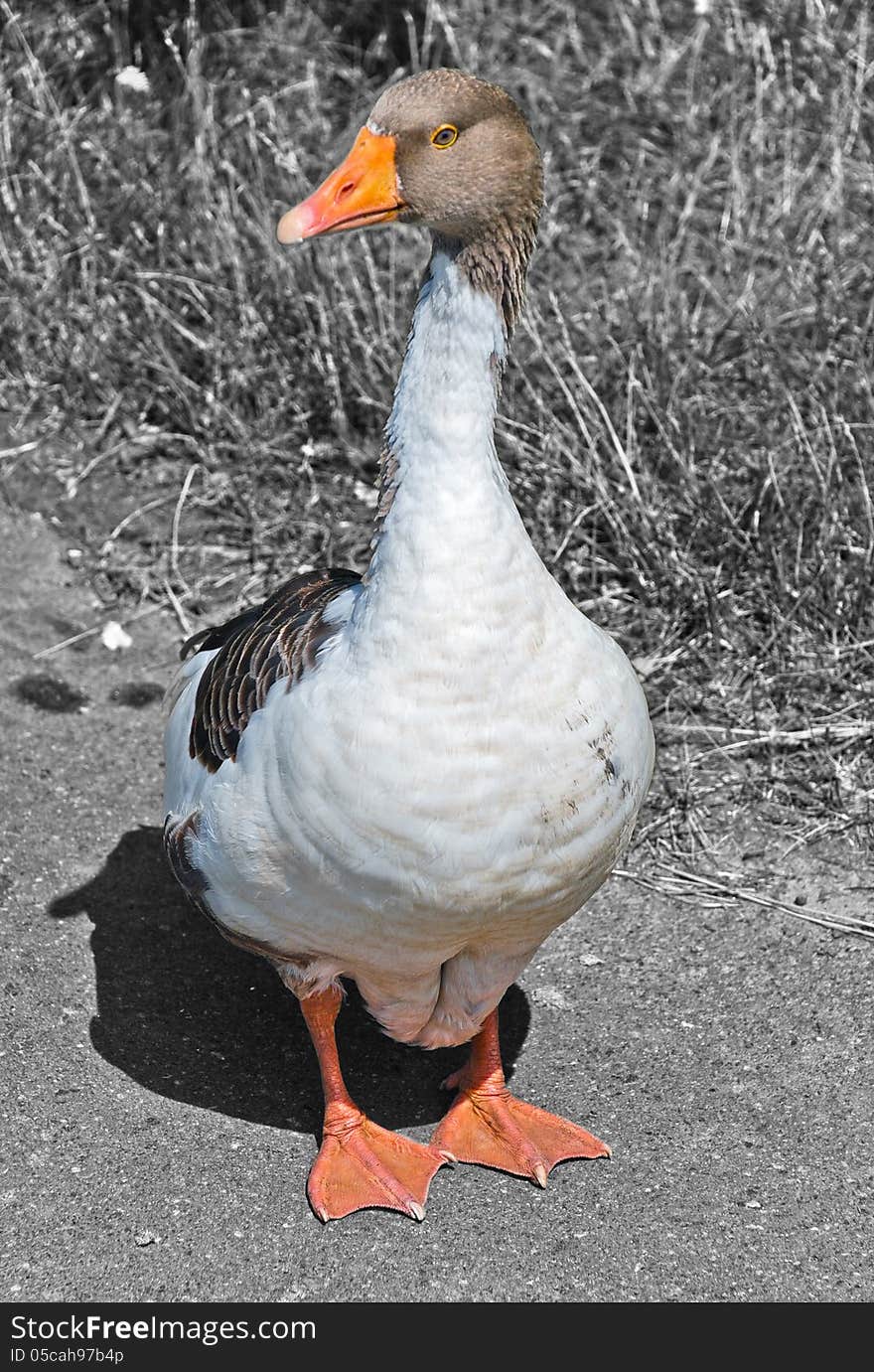 Сurious goose on a farm