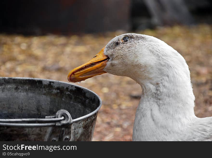 Goose who drinks water in the farm