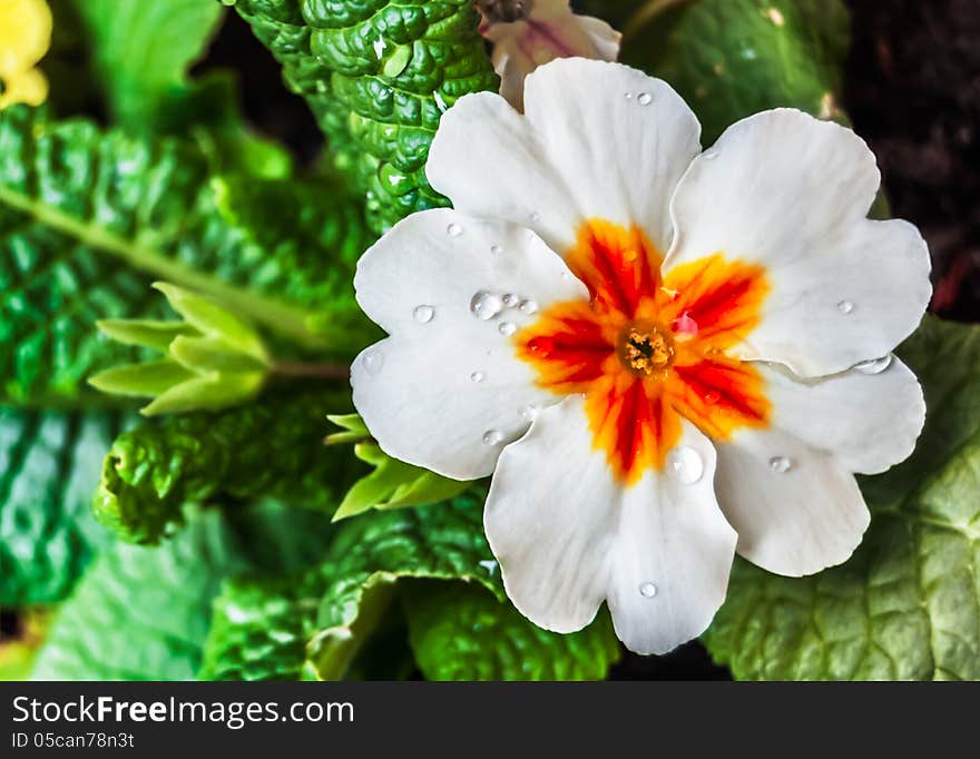 White Flower