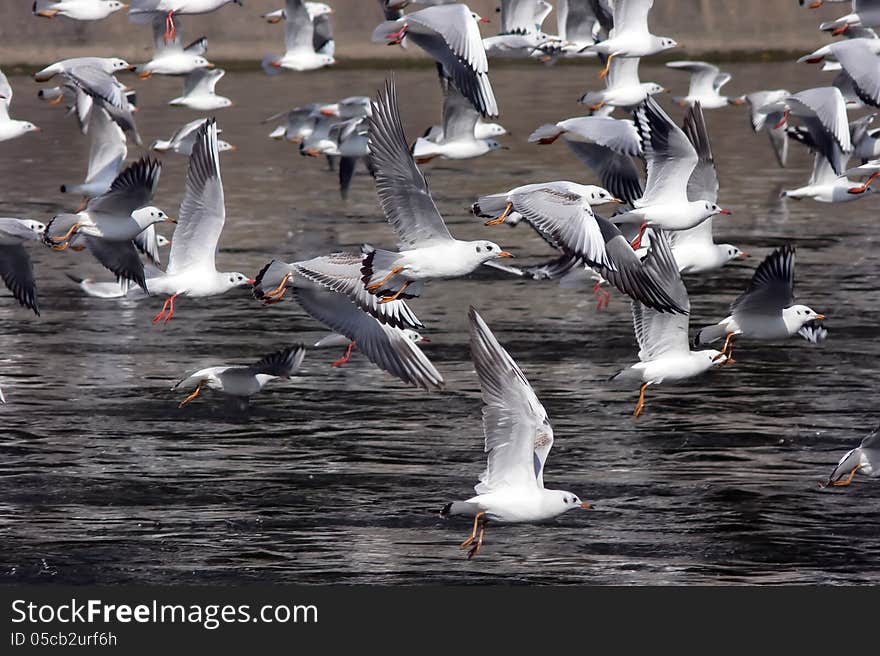 A group of flying seagull