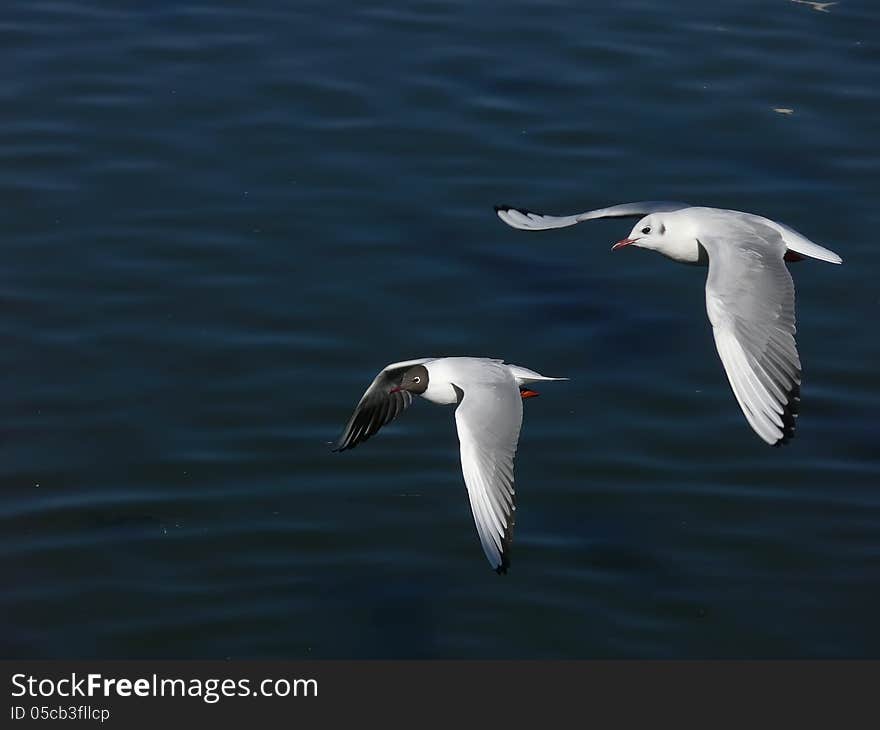 The sea gulls fly two. The sea gulls fly two