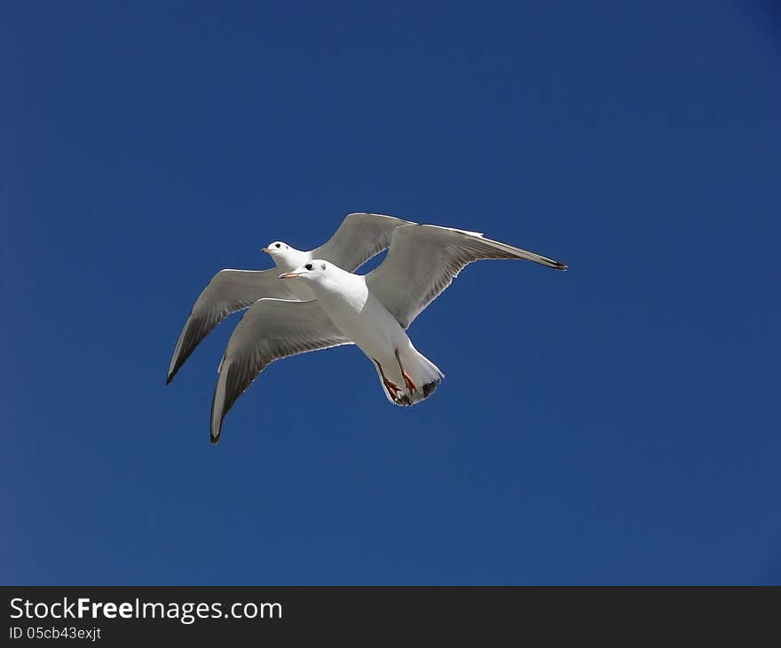 Seagull