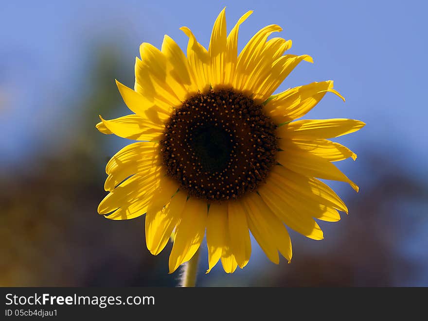 Close up of sunflower in a garden