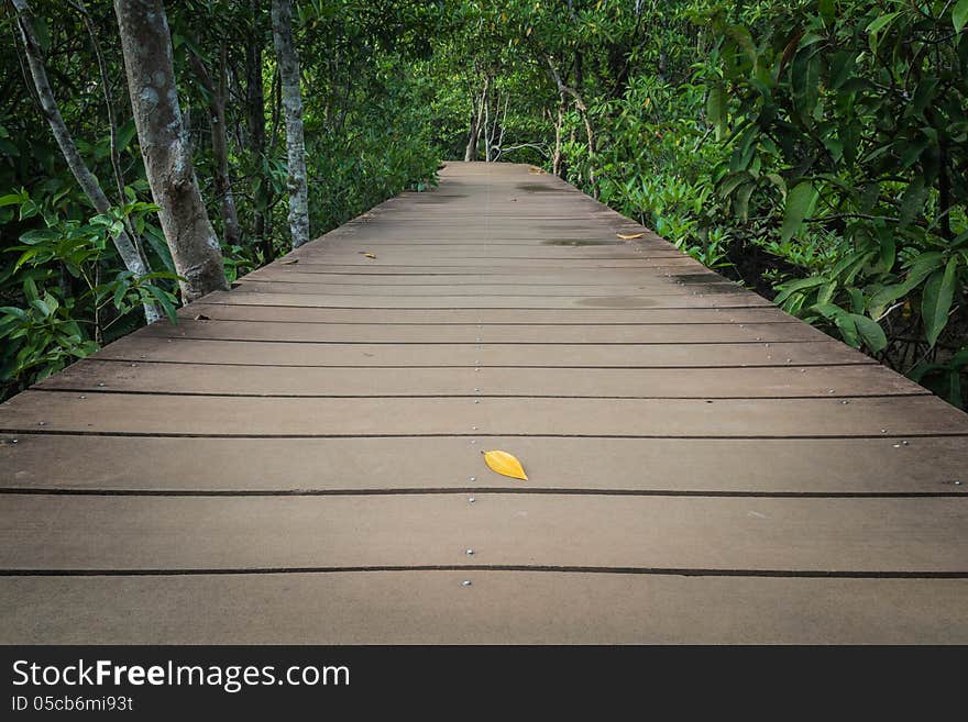 Wooden walk way among the forest