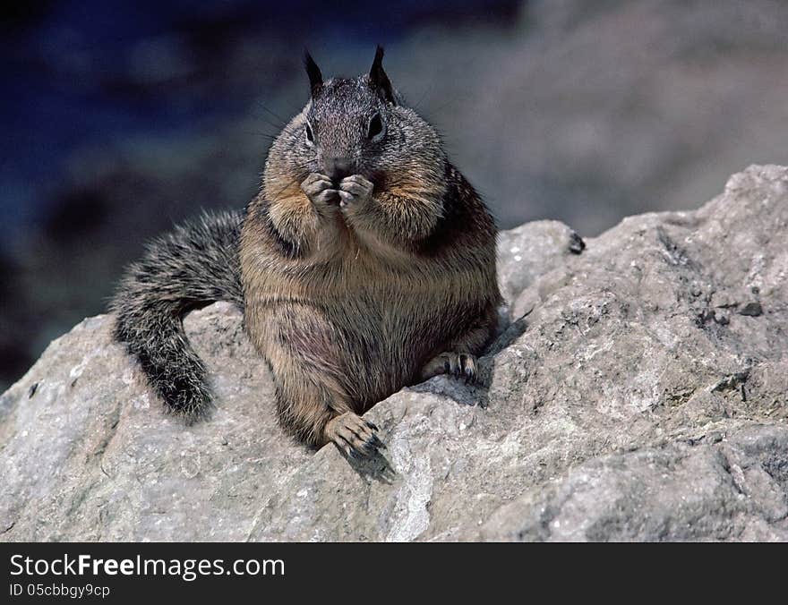 An obese squirrel.