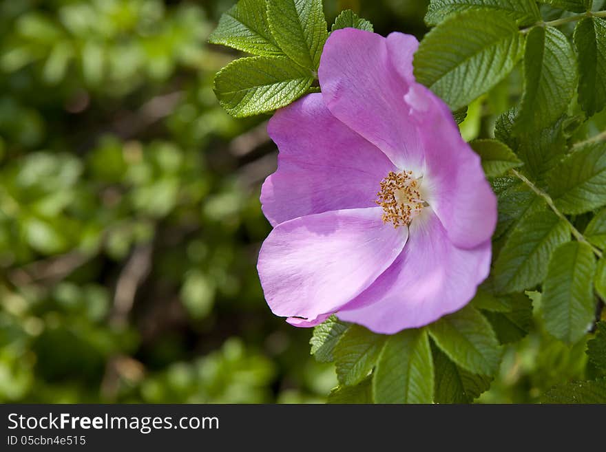 The Dog Rose blossoms (ROSA CANINA)