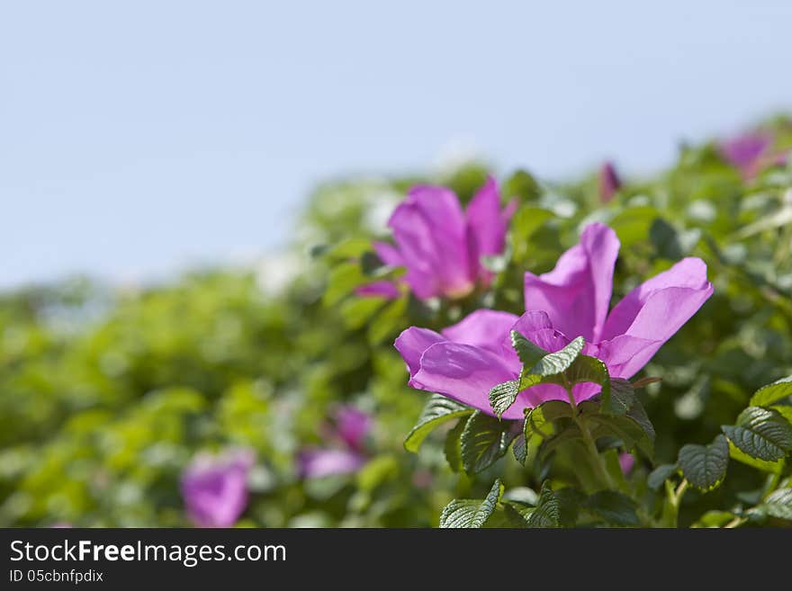 The Dog Rose blossoms (ROSA CANINA)