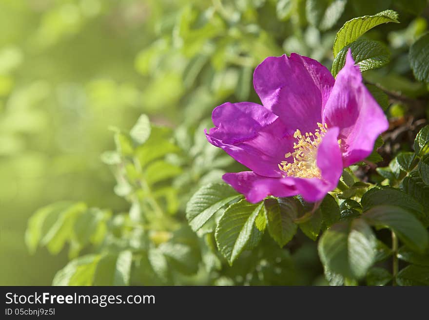 The Dog Rose blossoms (ROSA CANINA)