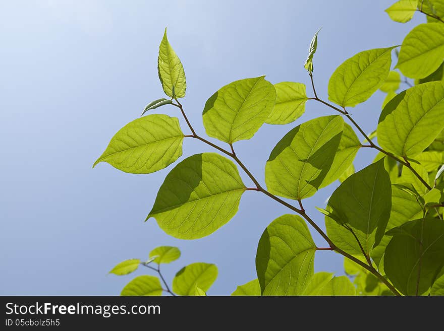 Fresh green leaves in springtime. Fresh green leaves in springtime