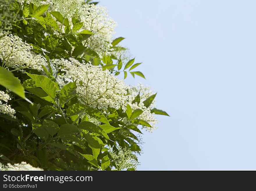 Elder flowers in full bloom &x28;Sambucus nigra&x29