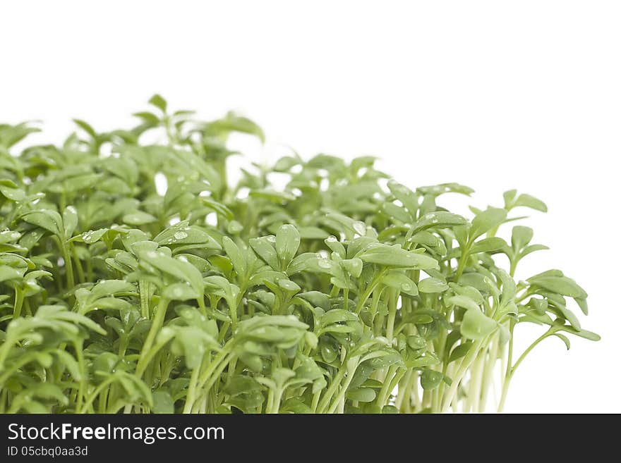 Fresh Garden Cress &x28;LEPIDIUM SATIVUM&x29;