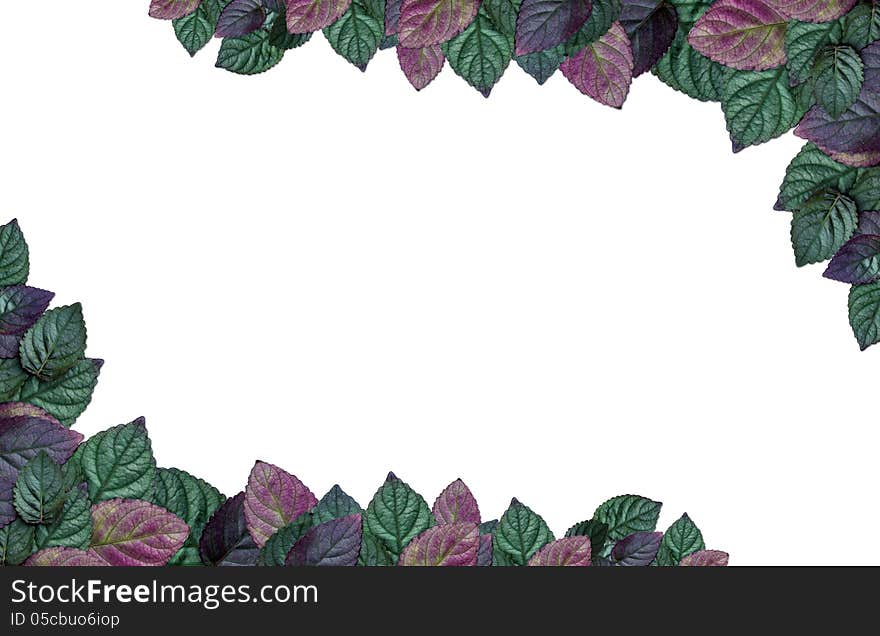 Begonia leaves Border or Frame on white background.