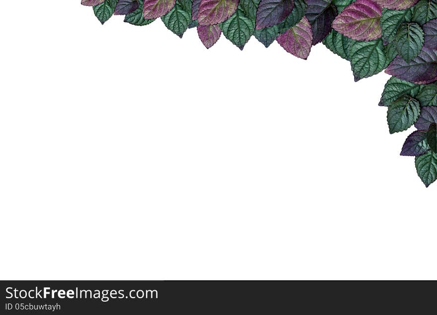 Begonia leaves Border or Frame on white background.