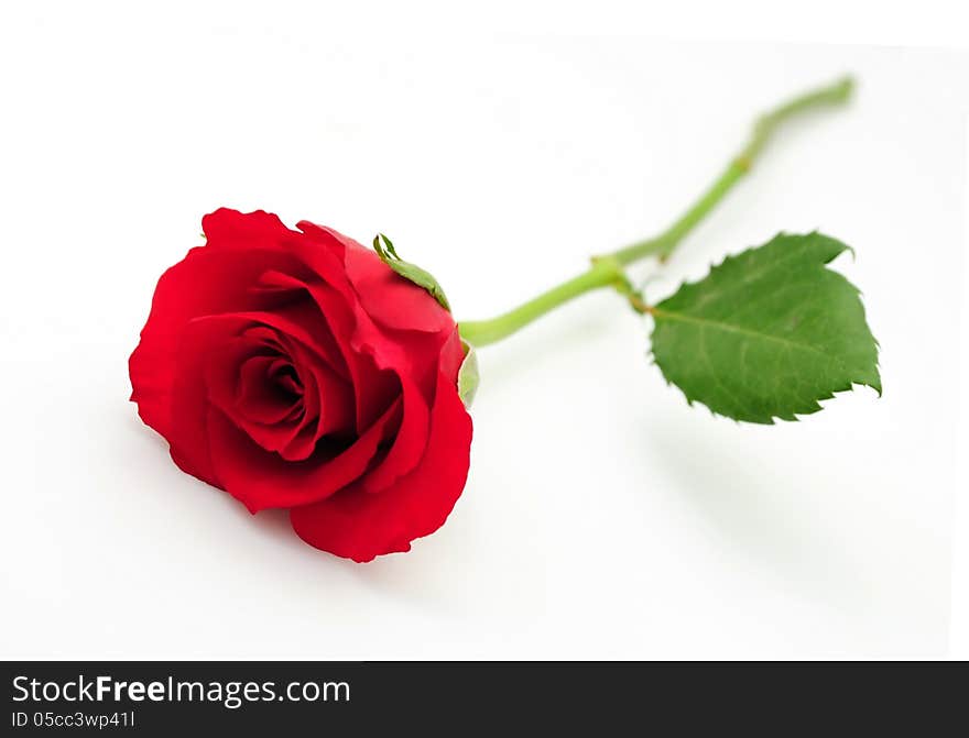 Single red rose on white