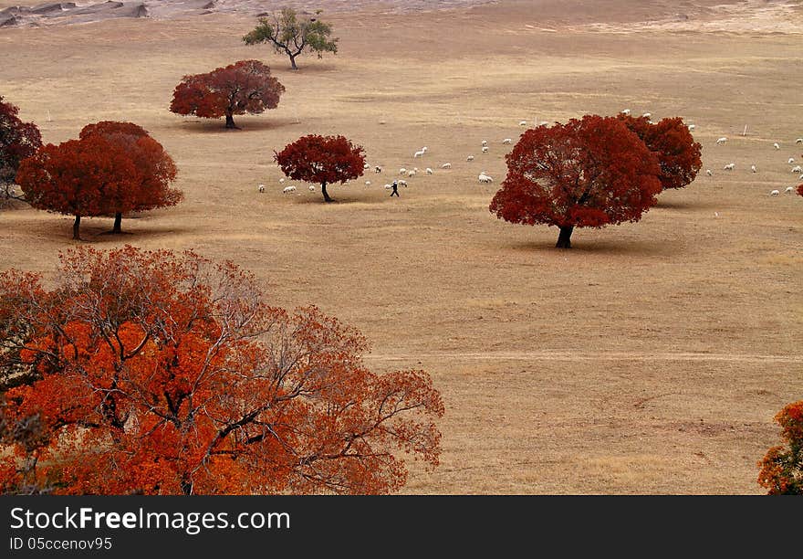 Grassland Scenery