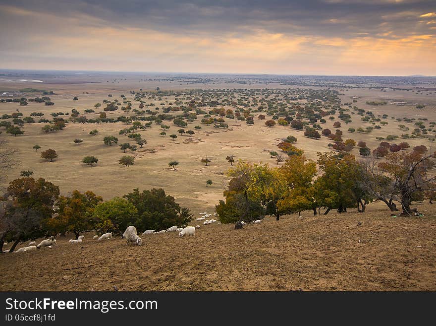 Grassland Scenery