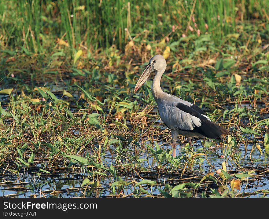 Asian openbill