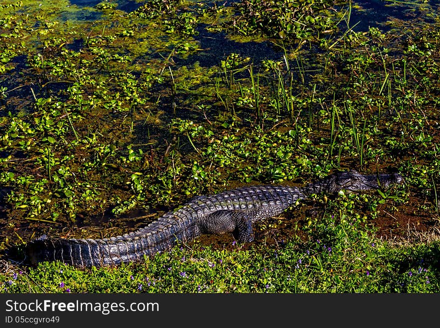 A Beautiful Wild Alligator Warming in the Sun at Brazos Bend State Park, Texas. Sitting near the main trail at Elm Lake. A Beautiful Wild Alligator Warming in the Sun at Brazos Bend State Park, Texas. Sitting near the main trail at Elm Lake.