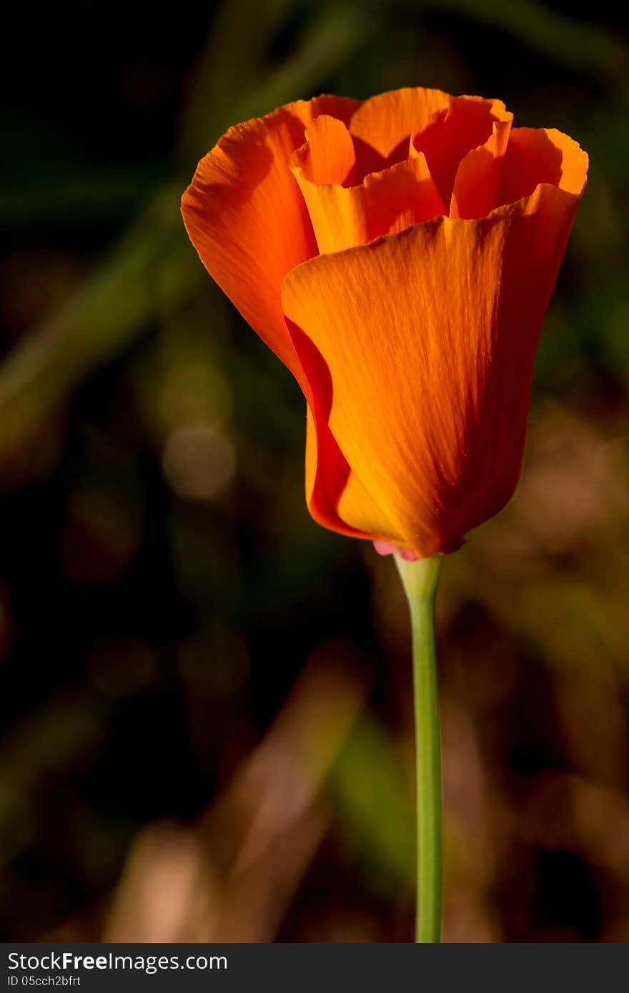 Early Morning Sun Shot of a Single New Bud of a Wild Golden Poppy