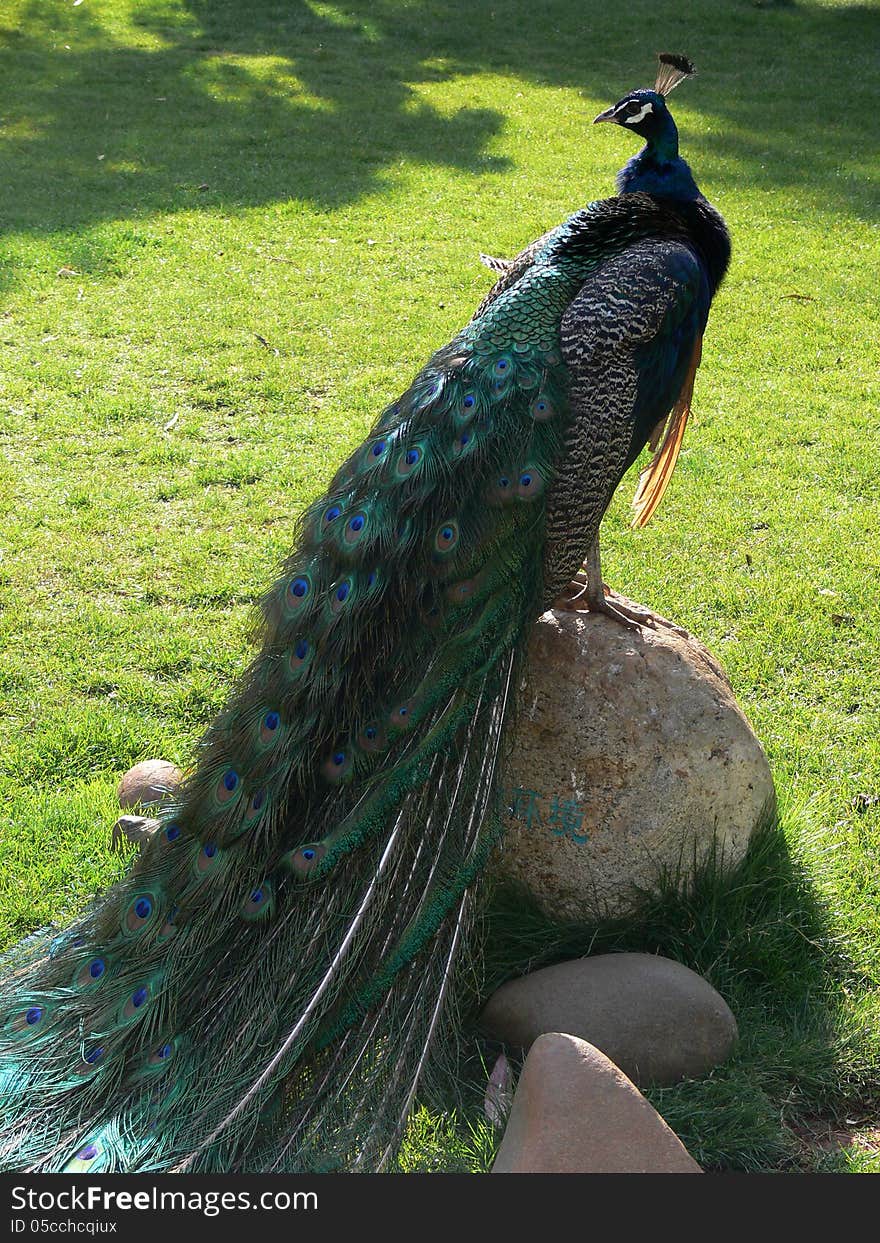 Peacock