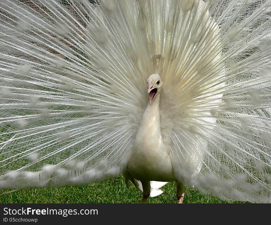 The beautiful white peacock Kai-ping