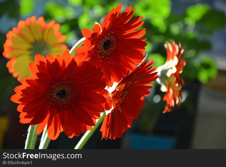 Orange Gerbers