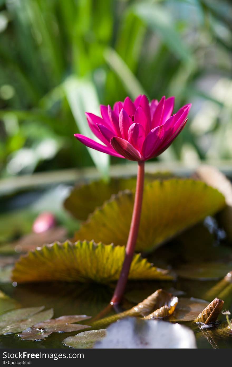 Lotus or water lily flower in the pond