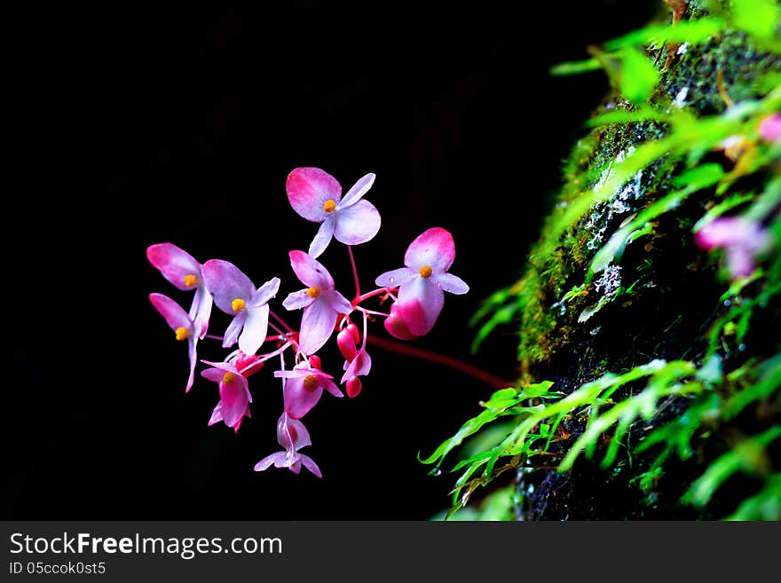 Beautiful pink begonia flower. Beautiful pink begonia flower