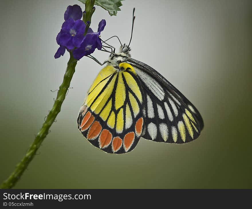 Butterfly On Flower