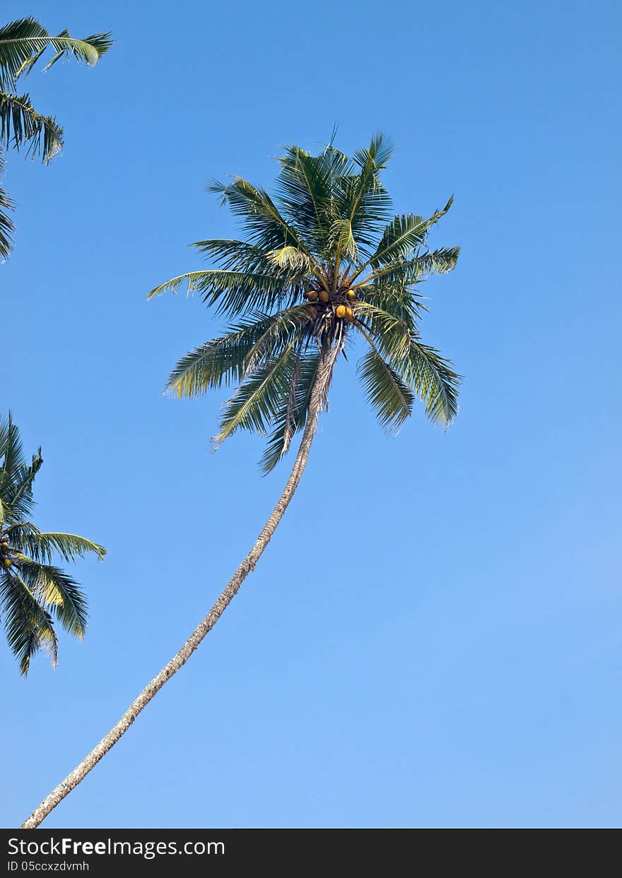 Coconut palm tree on blue