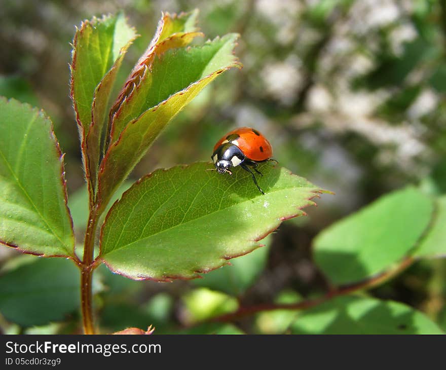 Photography with scene of the bug on sheet of the rose in garden by springtime. Photography with scene of the bug on sheet of the rose in garden by springtime