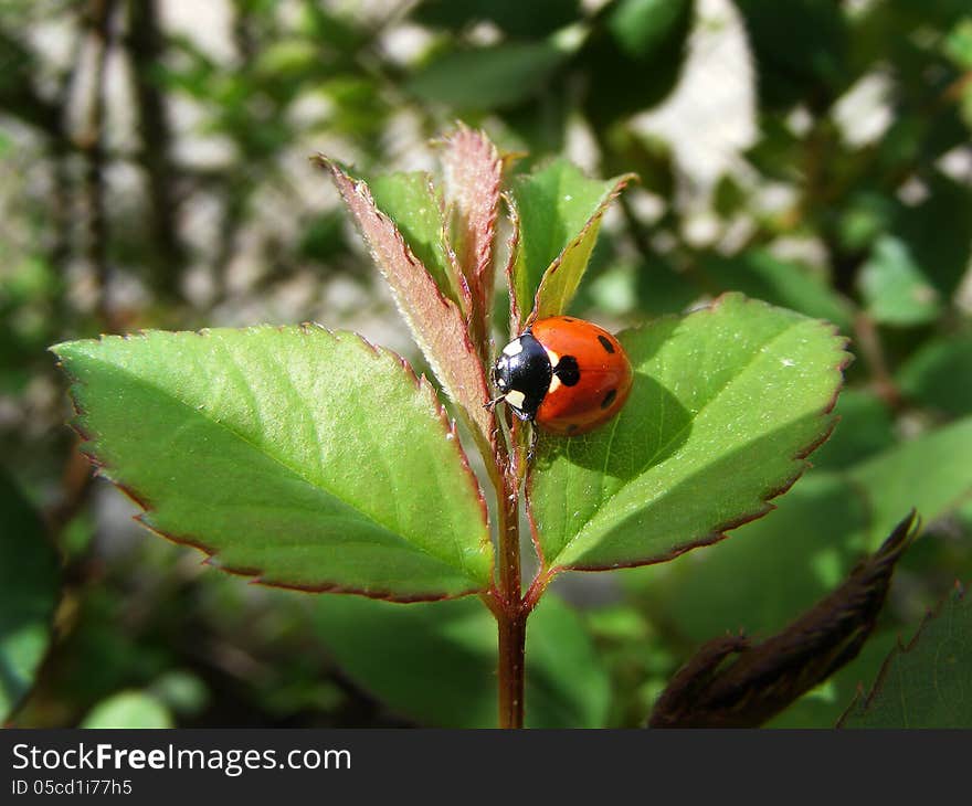 Photography with scene of the bug on sheet of the rose in garden by springtime. Photography with scene of the bug on sheet of the rose in garden by springtime