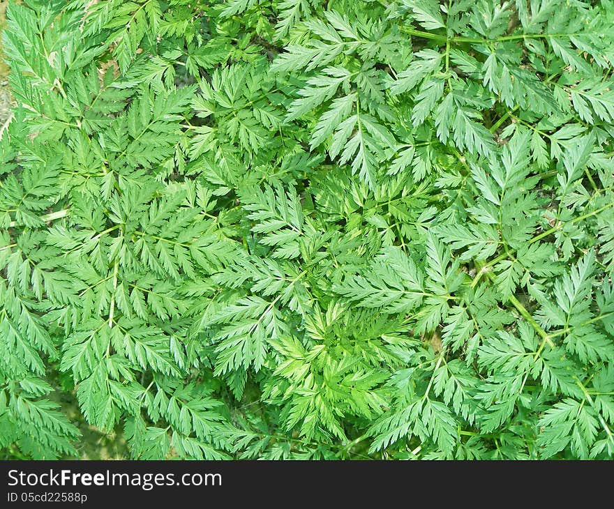 Photography with scene green sheet herbs in stiletto of the background. Photography with scene green sheet herbs in stiletto of the background