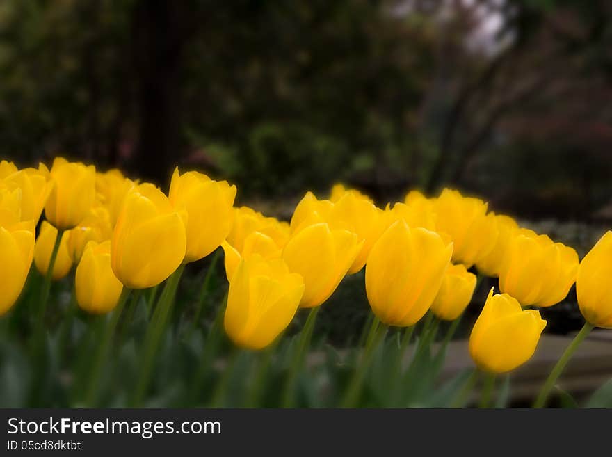 Lines of glooming tulips blooming in the spring. Lines of glooming tulips blooming in the spring.