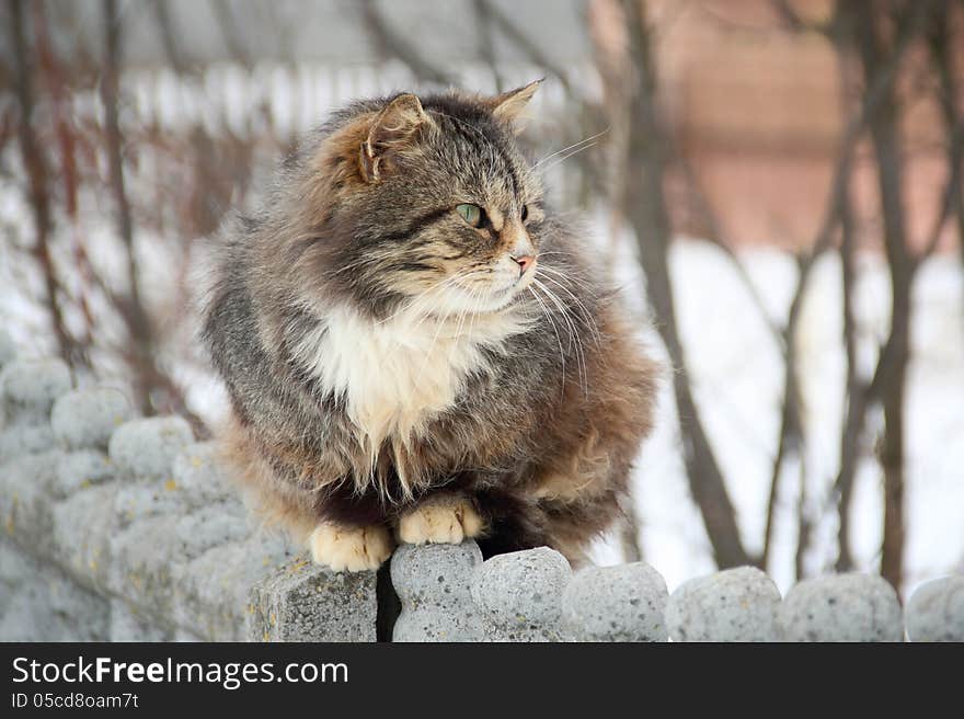 Tricolor fluffy cat with white shirt front chest sitting on a fence. Tricolor fluffy cat with white shirt front chest sitting on a fence