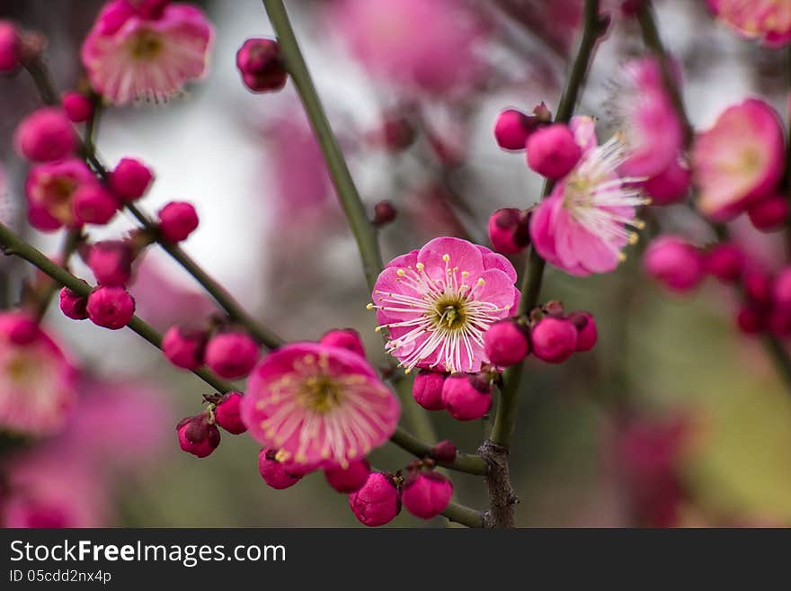 Plum flowers, bloom in the cold winter. Add vivid colors in the cold winter.