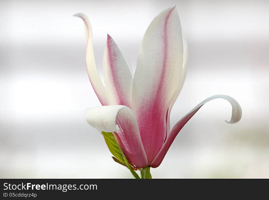 Magnolia Red Lucky variety -