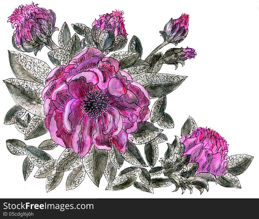 Watercolour drawing of the purple flower of peony. Watercolour drawing of the purple flower of peony