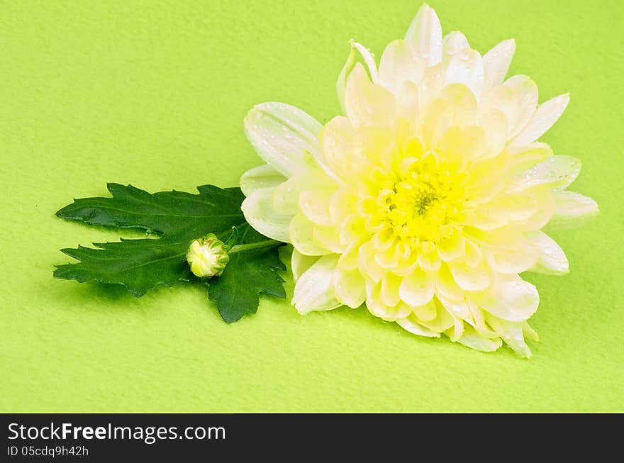 Beautiful Flower of Yellow Chrysanthemum with Little Bud and Leaf isolated on Green background