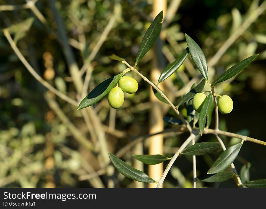 Olive branch on old olive tree. Olive branch on old olive tree