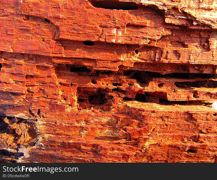 Piece of rotten wood with some holes and losses