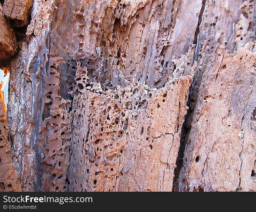 Rotten trunk with some holes and losses. Rotten trunk with some holes and losses