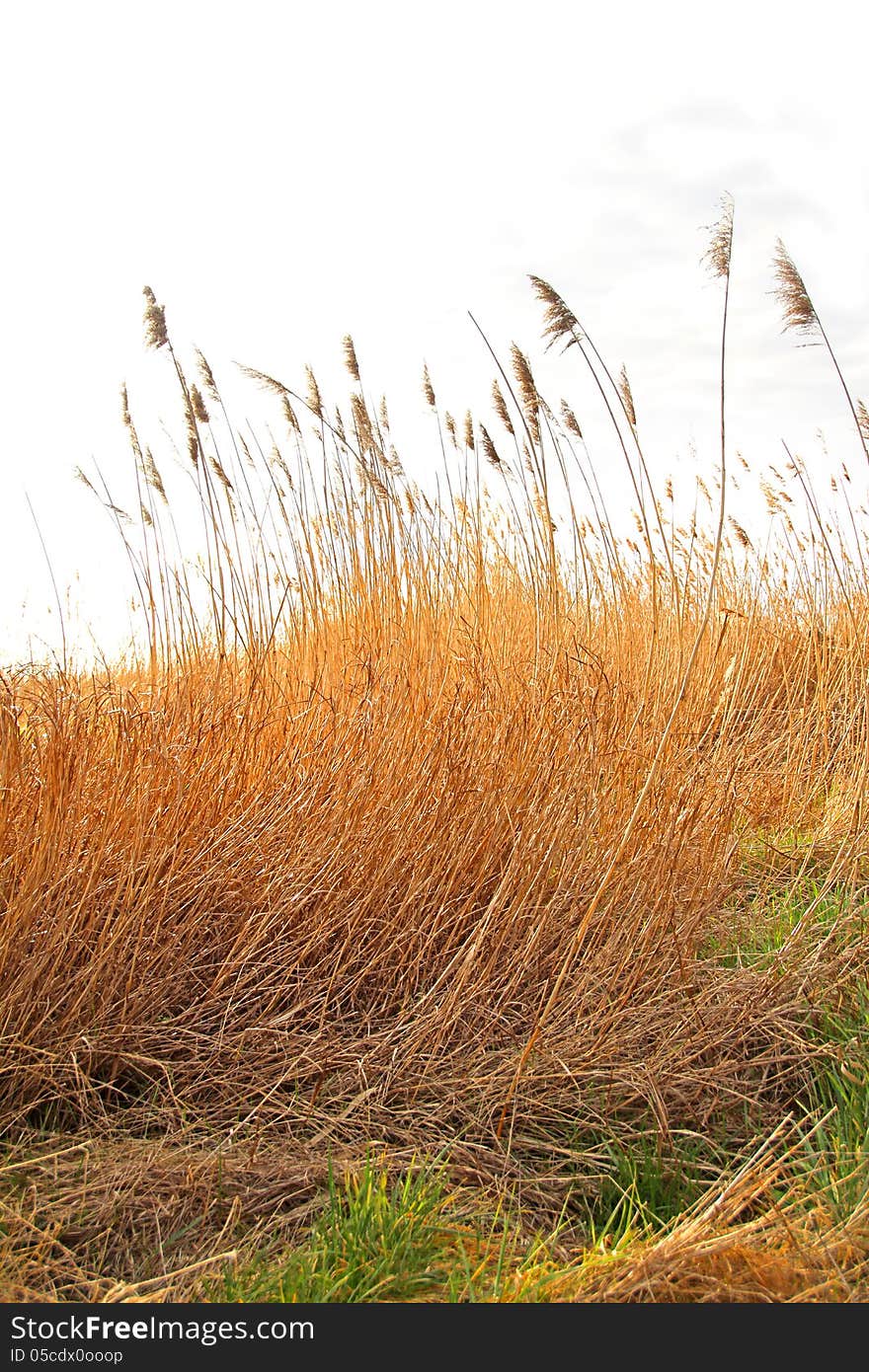 Photo of golden wheat head stalks reaching up to a spring sky at seasalter marshes in kent.