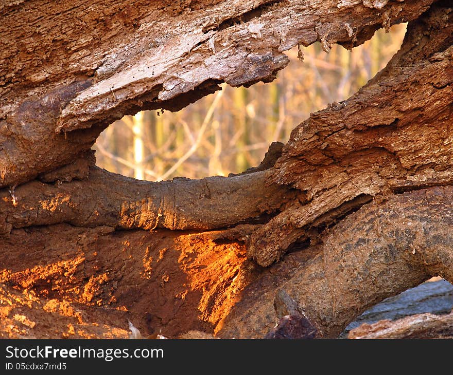 Rotten trunk with some holes and losses