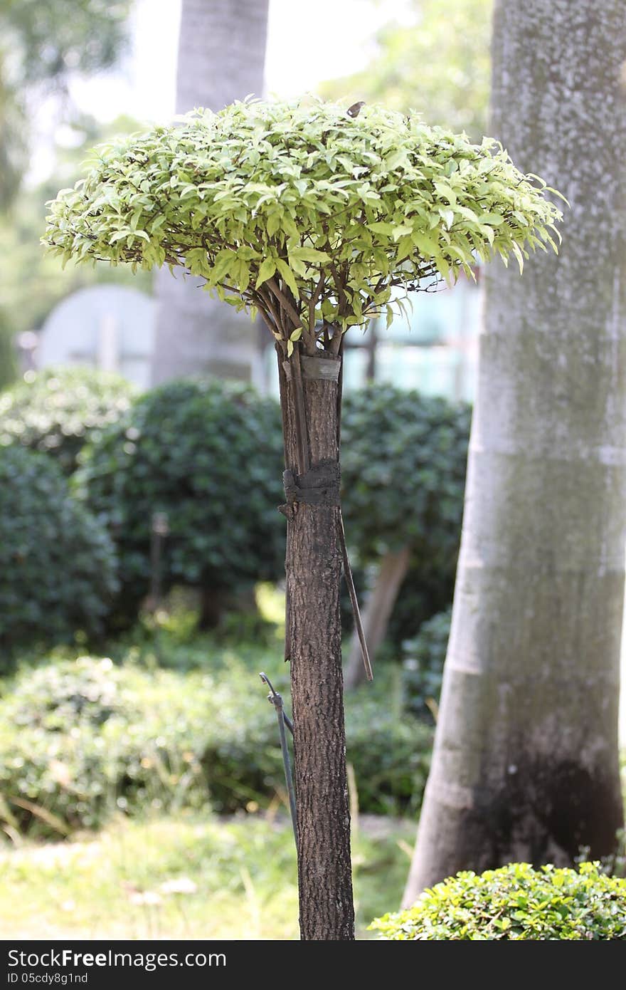 A Light Green Bush bouquet of Leaves. A Light Green Bush bouquet of Leaves.