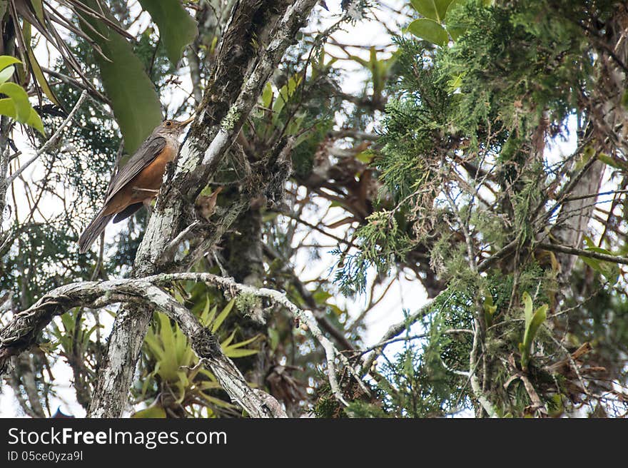 Rufous-bellied Trush (Turdus rufiventris): the popular Sabia, one of the most common birds across much of Brazil. Rufous-bellied Trush (Turdus rufiventris): the popular Sabia, one of the most common birds across much of Brazil